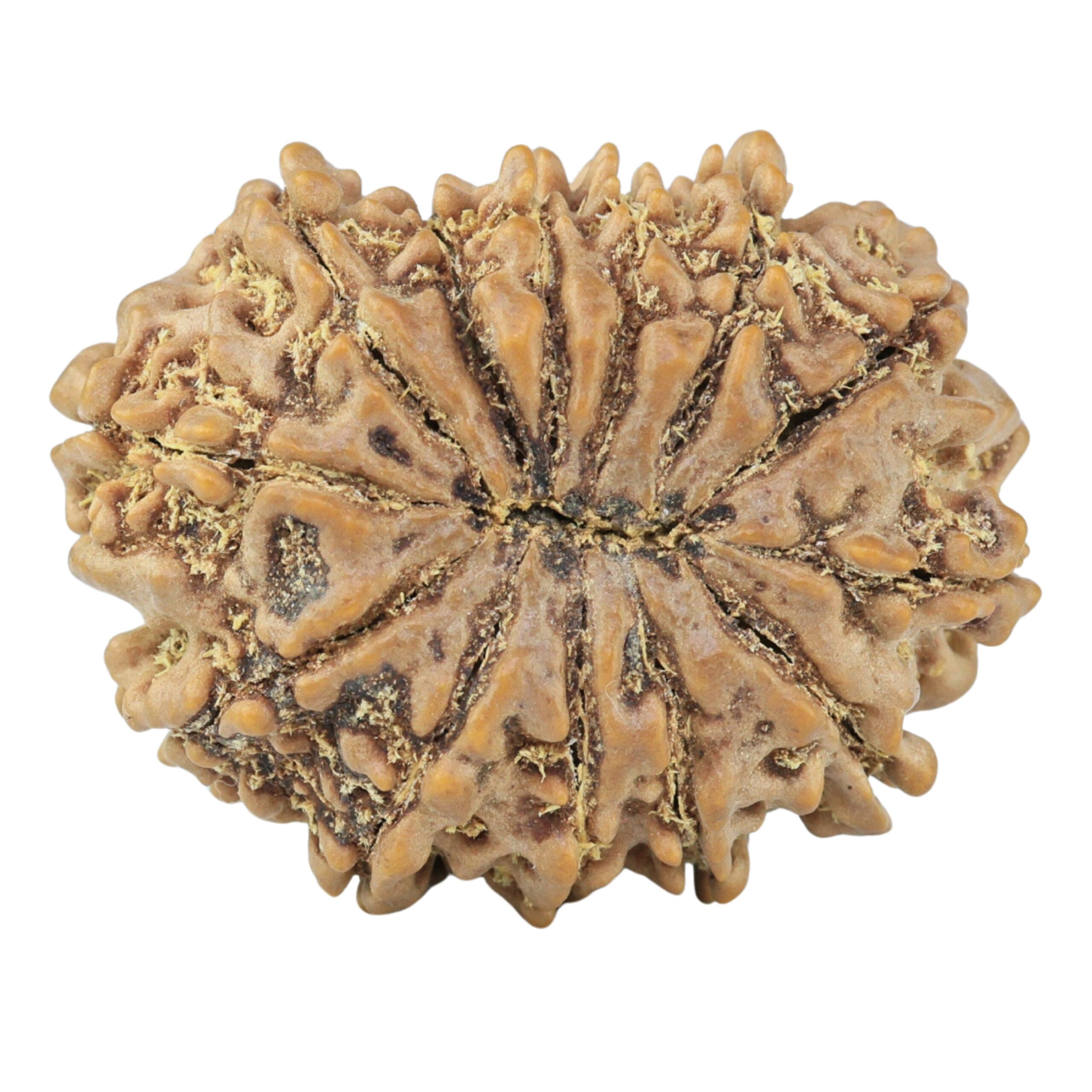 13 Mukhi Rudraksha 32mm 6.91gm - Rudraksha back