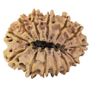 13 Mukhi Rudraksha 32.7mm 5.91gm - Rudraksha back