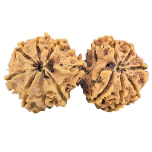 13 Mukhi Gaurishankar 38.9mm 5.74gm - Rudraksha back