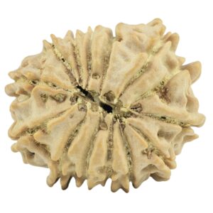 14 Mukhi Rudraksha 25mm 3.39gm - Rudraksha back