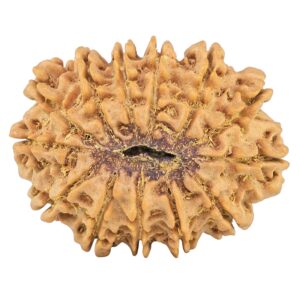 13 Mukhi Rudraksha 31.3mm 5.73gm - Rudraksha back