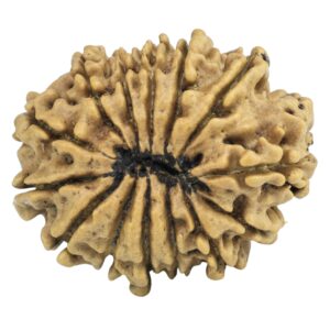 14 Mukhi Rudraksha 25.6mm 2.85gm - Rudraksha back