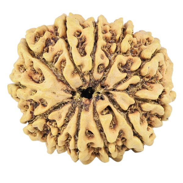 12 Mukhi Rudraksha 28.7mm 4.51gm - Rudraksha back