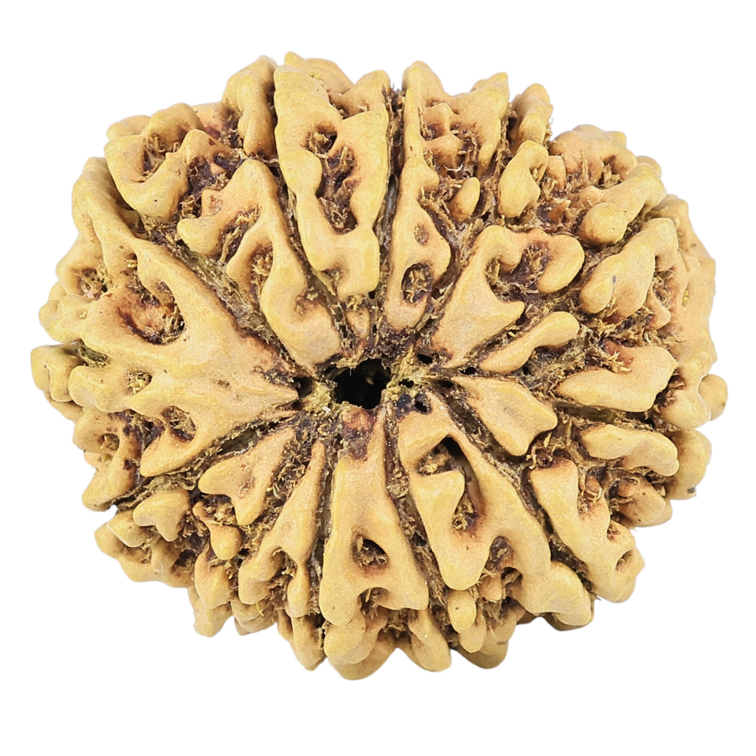 12 Mukhi Rudraksha 28.7mm 4.51gm - Rudraksha back