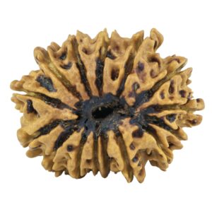 14 Mukhi Rudraksha 23.9mm 1.52gm - Rudraksha back