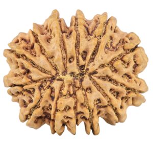 13 Mukhi Rudraksha 30.9mm 7.15gm - Rudraksha back