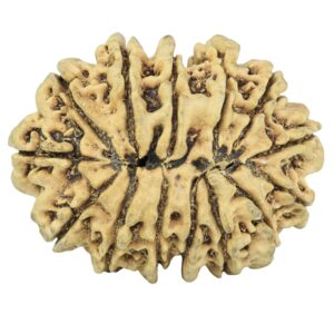14 Mukhi Rudraksha 31.5mm 2.66gm - Rudraksha back