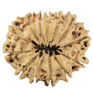 13 Mukhi Rudraksha 29.5mm 4.8gm - Rudraksha back