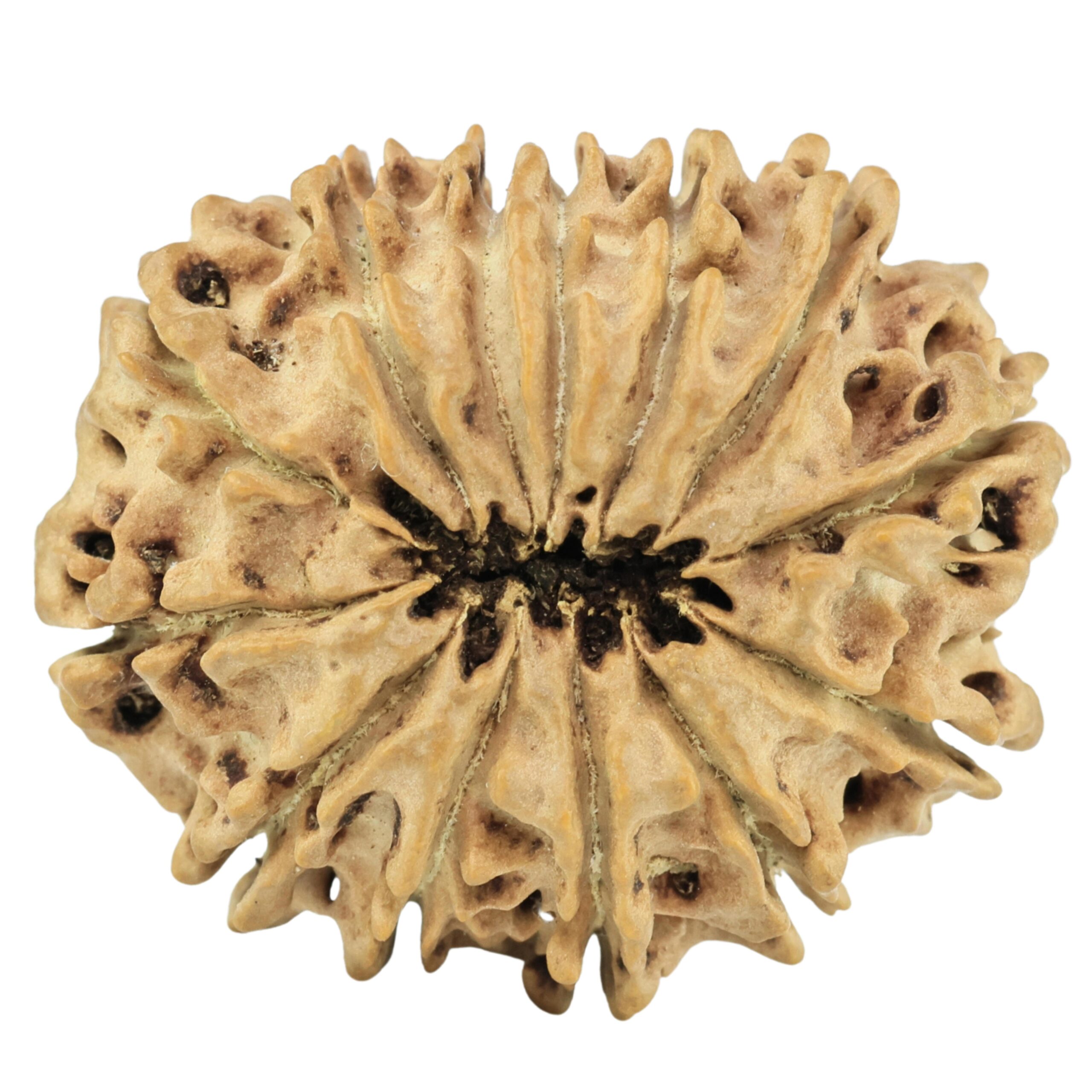 13 Mukhi Rudraksha 29.5mm 4.8gm - Rudraksha back
