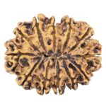 12 Mukhi Rudraksha 29.1mm 4.71gm - Rudraksha back