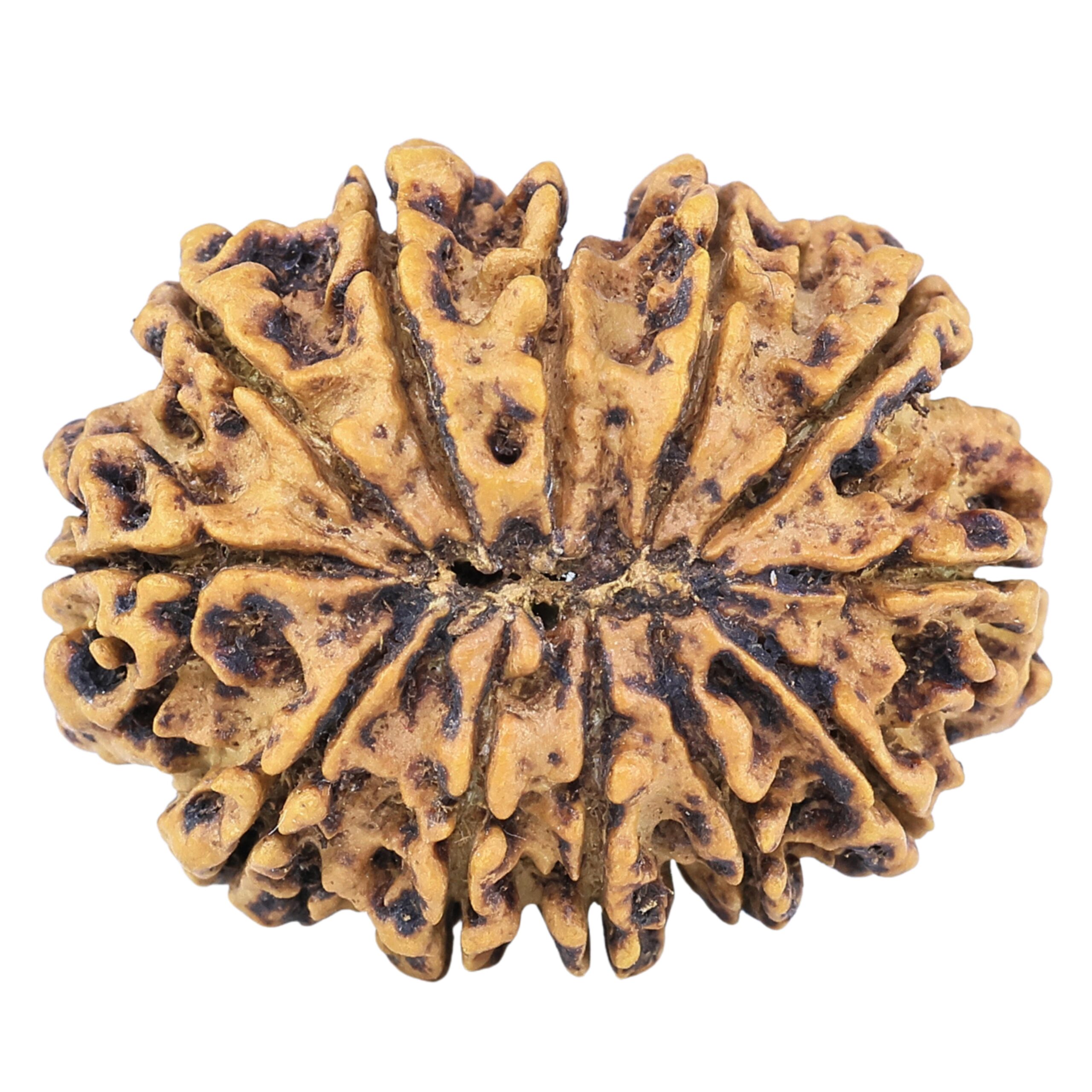 12 Mukhi Rudraksha 29.1mm 4.71gm - Rudraksha back