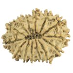 14 Mukhi Rudraksha 25.4mm 2.78gm - Rudraksha back