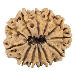 12 Mukhi Rudraksha 35.2mm 9.14gm - Rudraksha back