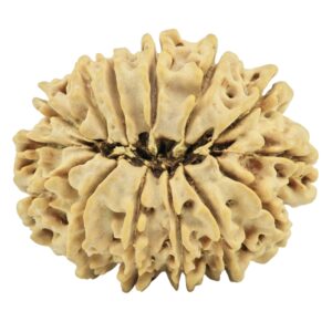 14 Mukhi Rudraksha 27.4mm 3.85gm - Rudraksha back
