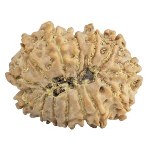 14 Mukhi Rudraksha 26.3mm 3.62gm - Rudraksha back