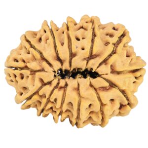 13 Mukhi Rudraksha 31.8mm 6gm - Rudraksha back