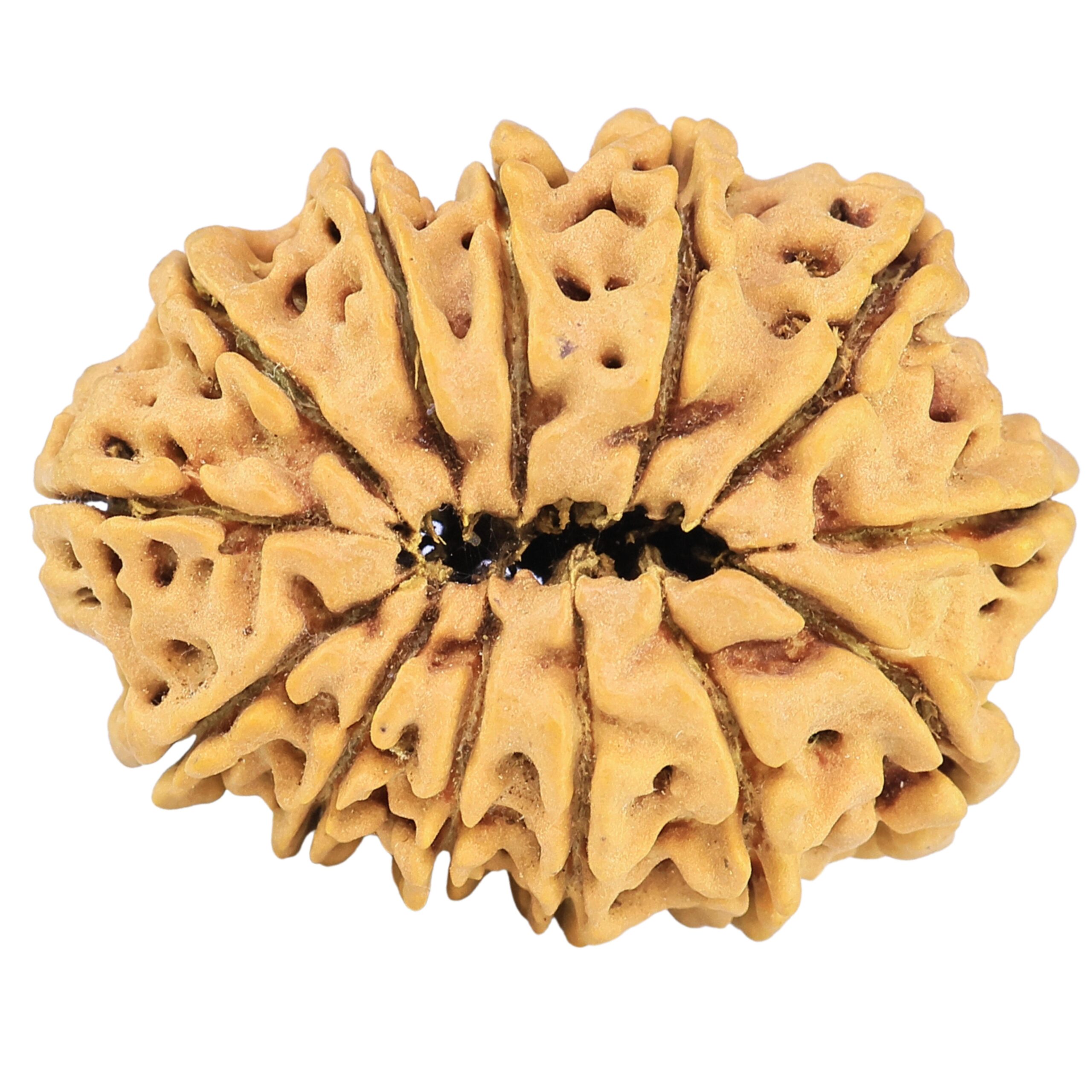 13 Mukhi Rudraksha 31.8mm 6gm - Rudraksha back