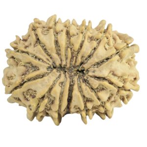 14 Mukhi Rudraksha 28.3mm 4.3gm - Rudraksha back