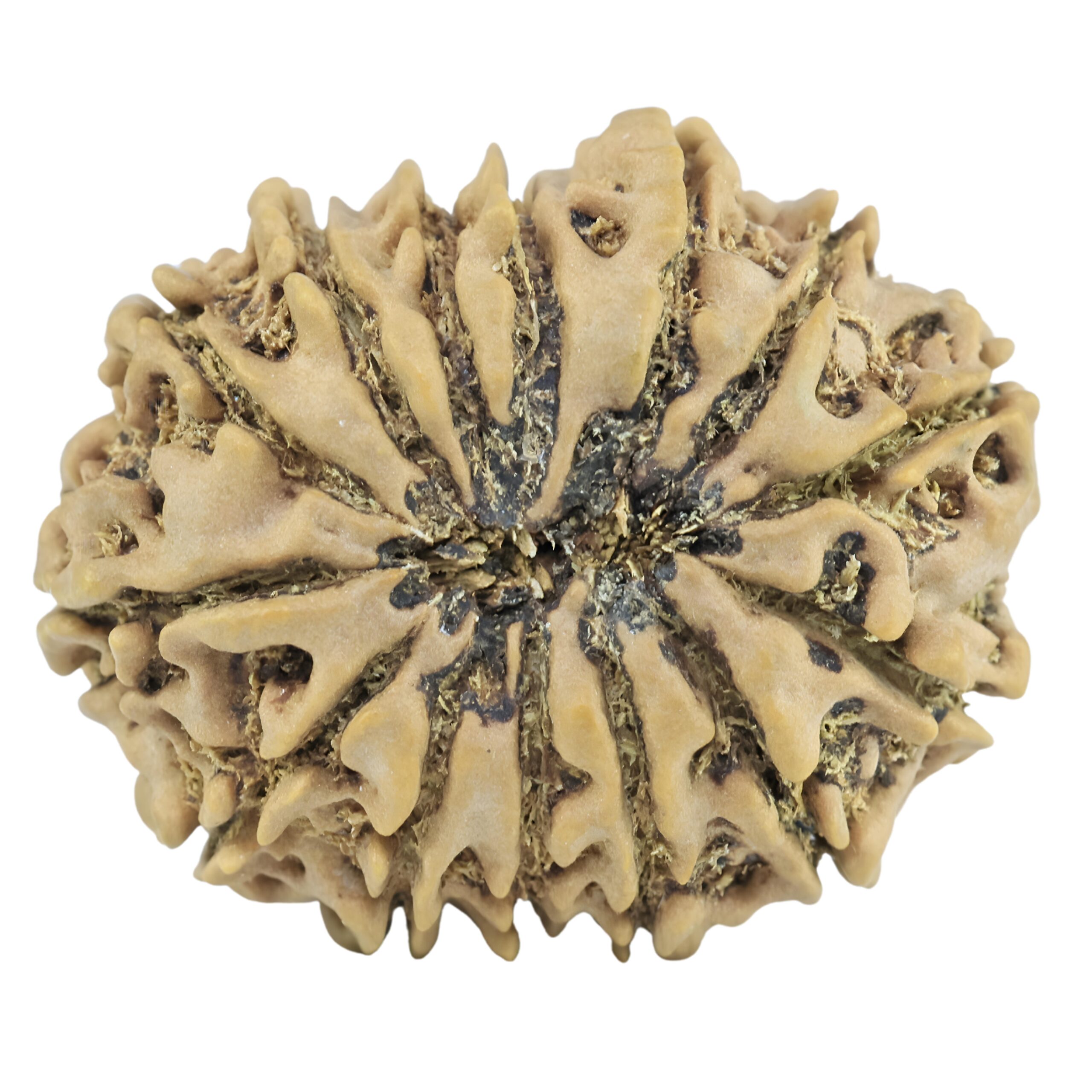 14 Mukhi Rudraksha 27.2mm 4.16gm - Rudraksha back