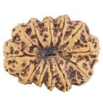 12 Mukhi Rudraksha 36.8mm 9.78gm - Rudraksha back