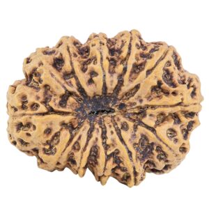 12 Mukhi Rudraksha 36.8mm 9.78gm - Rudraksha back