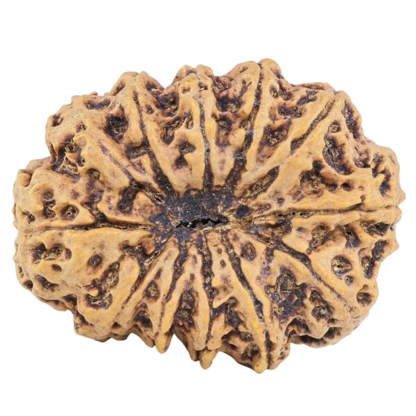 12 Mukhi Rudraksha 36.8mm 9.78gm - Rudraksha back