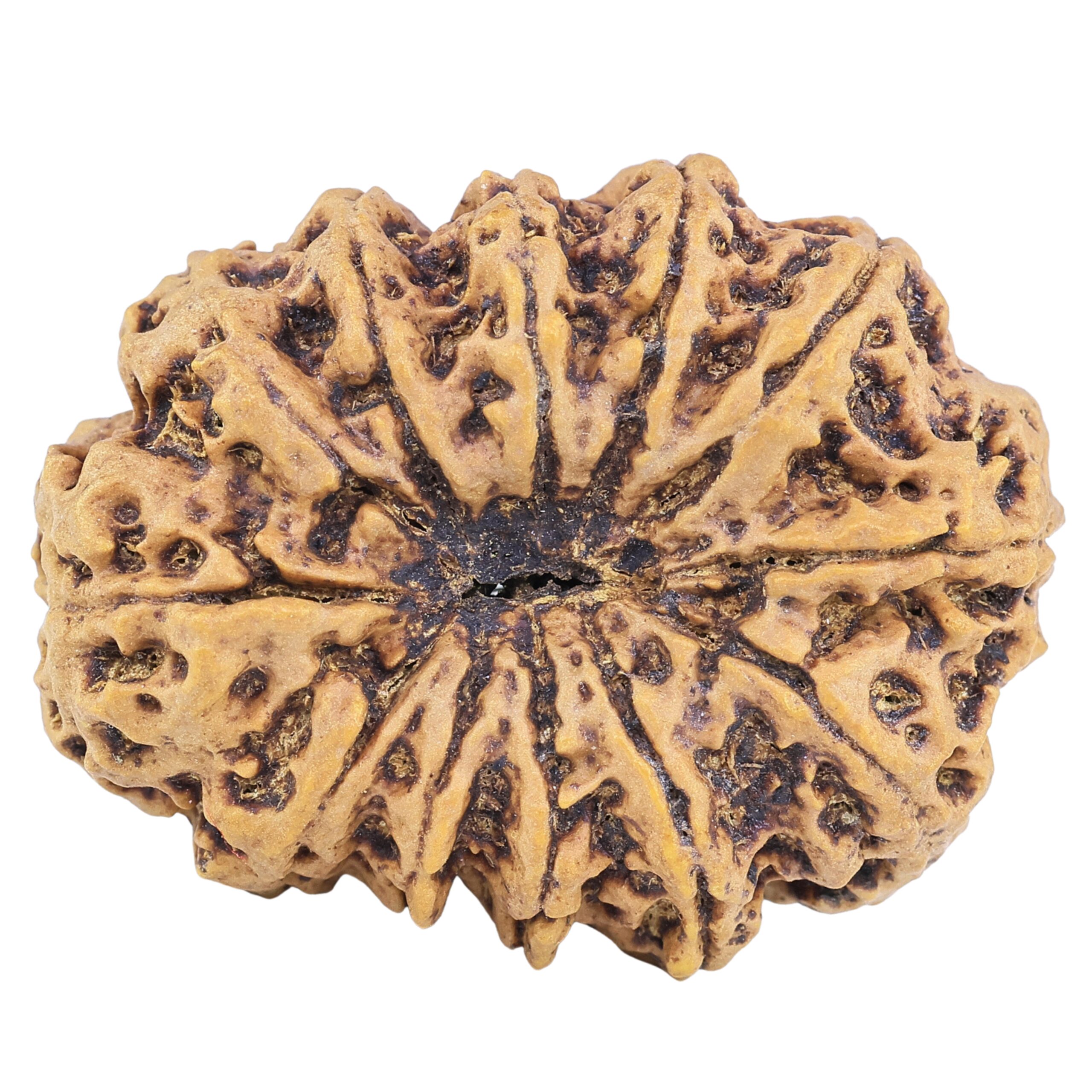 12 Mukhi Rudraksha 36.8mm 9.78gm - Rudraksha back