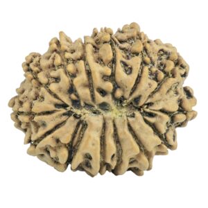 14 Mukhi Rudraksha 29.3mm 5gm - Origin: Nepal - Rudraksha back