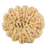 12 Mukhi Rudraksha 29.1mm 6.22gm - Rudraksha back
