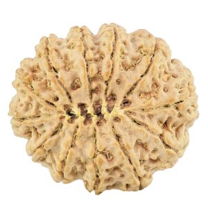 12 Mukhi Rudraksha 29.1mm 6.22gm - Rudraksha back