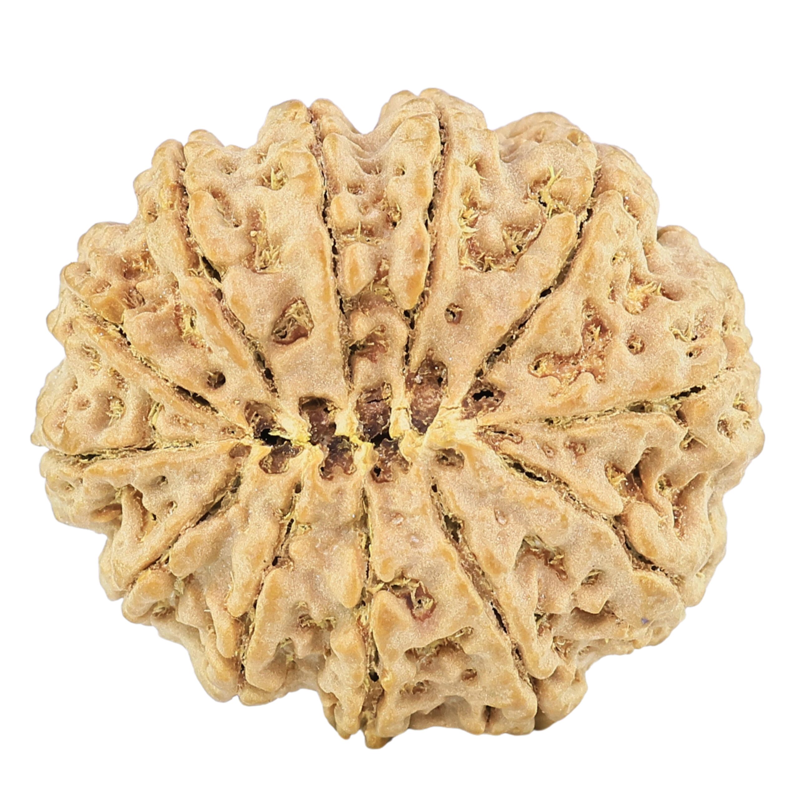 12 Mukhi Rudraksha 29.1mm 6.22gm - Rudraksha back