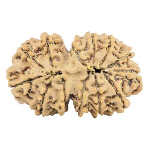 13 Mukhi Gaurishankar 33.4mm 5.64gm - Rudraksha back