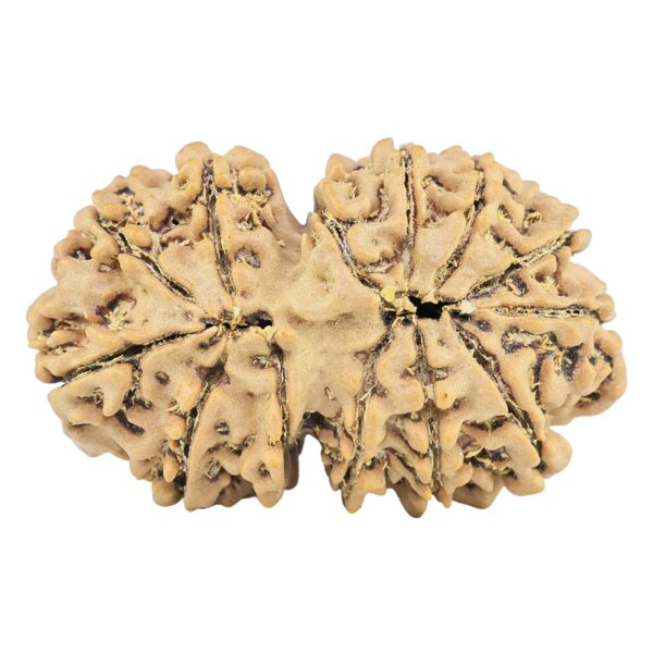 13 Mukhi Gaurishankar 33.4mm 5.64gm - Rudraksha back