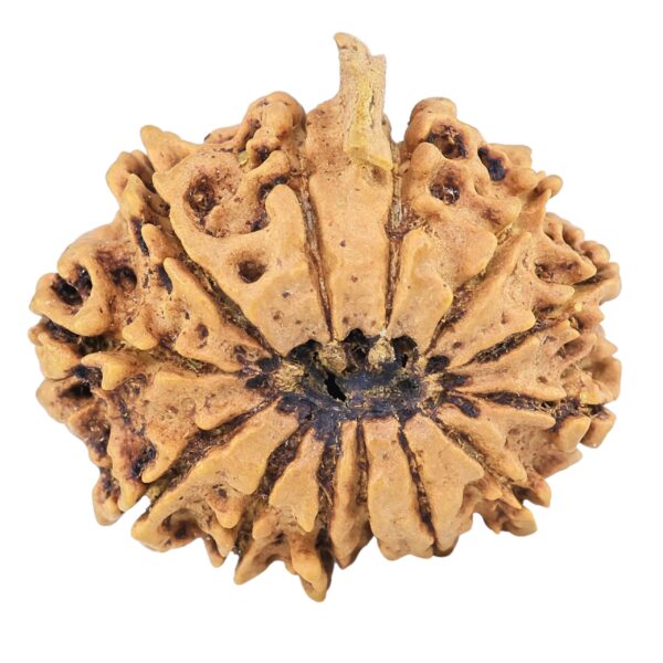 13 Mukhi Ganesh 25.6mm 3.3gm - Rudraksha back