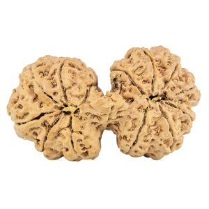 13 Mukhi Gaurishankar 38.8mm 7.4gm - Rudraksha back