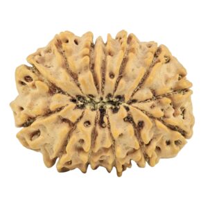 13 Mukhi Rudraksha 31.6mm 6.61gm - Rudraksha back