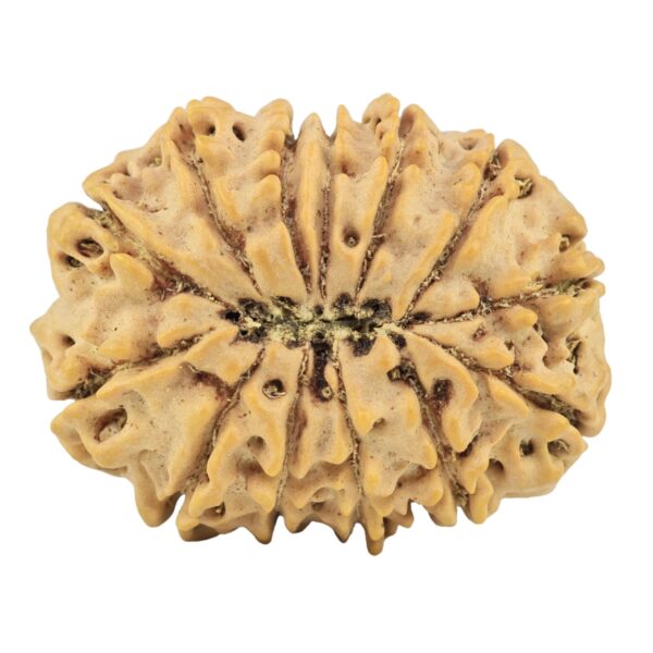 13 Mukhi Rudraksha 31.6mm 6.61gm - Rudraksha back