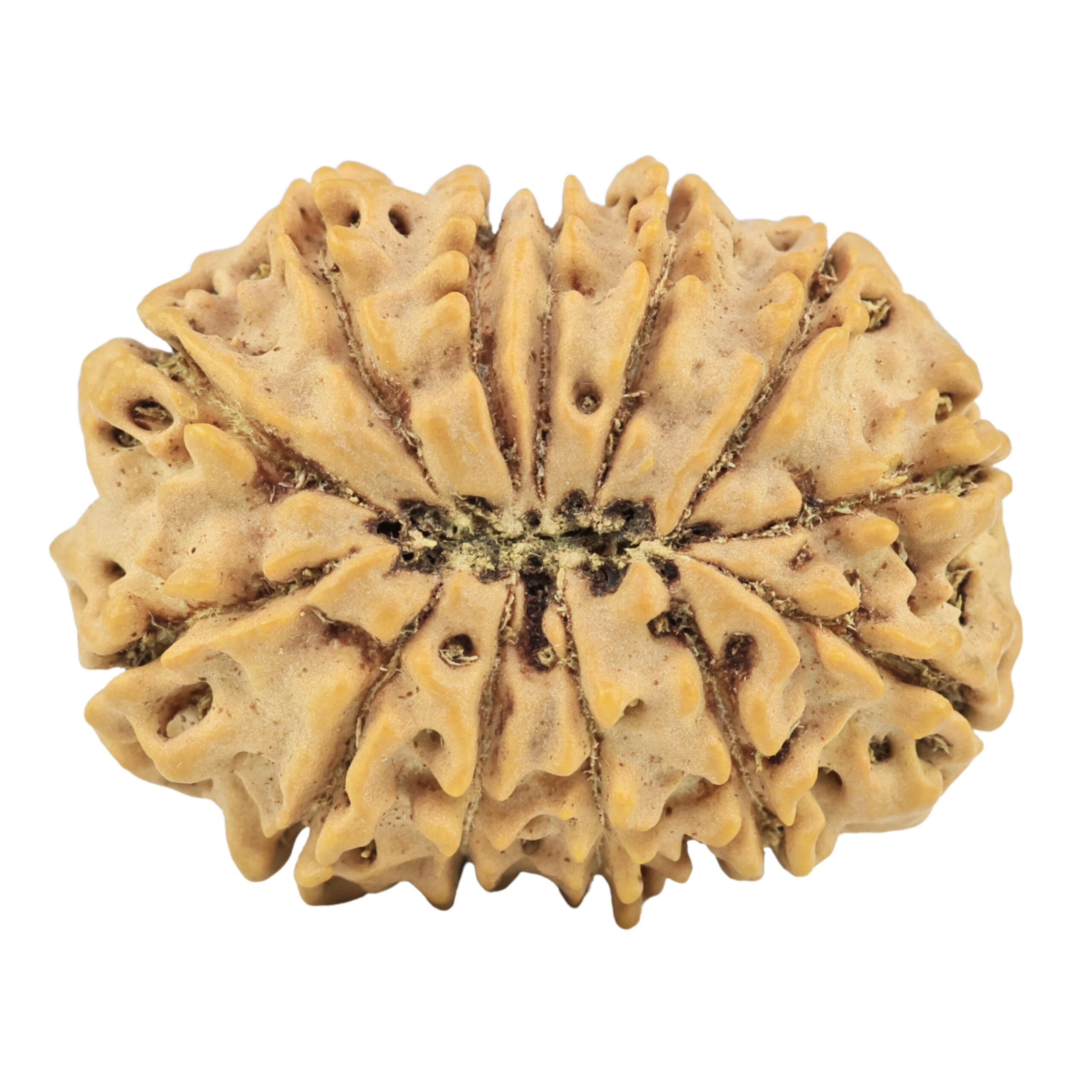 13 Mukhi Rudraksha 31.6mm 6.61gm - Rudraksha back