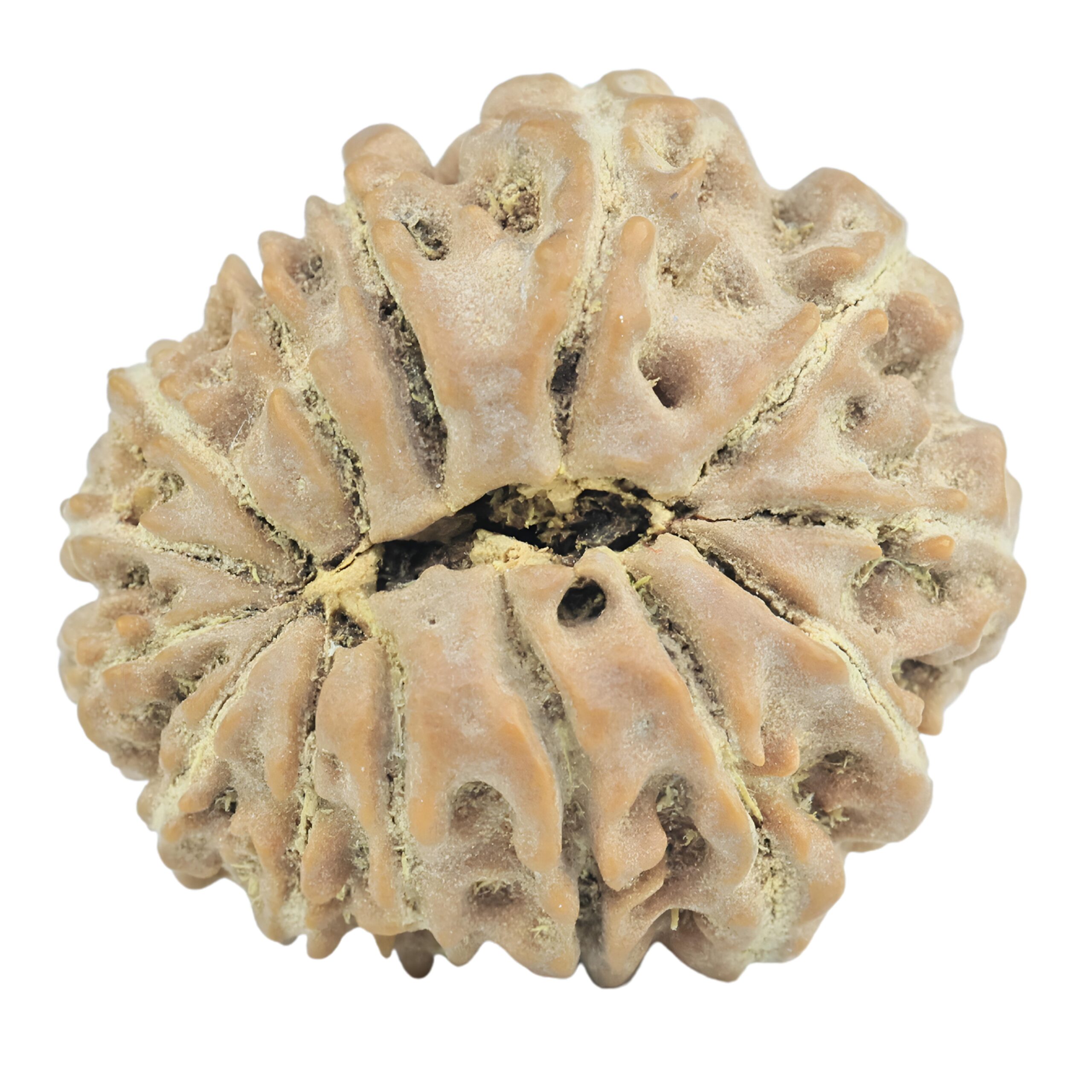 14 Mukhi Rudraksha 21.7mm 2.89gm - Rudraksha back