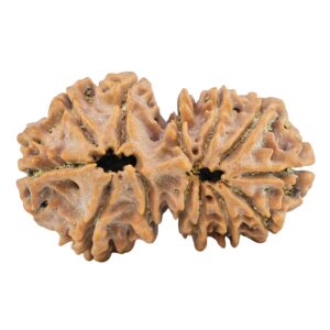 13 Mukhi Gaurishankar 33.7mm 5.78gm - Rudraksha back