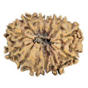 13 Mukhi Rudraksha 28.4mm 4.37gm - Rudraksha back