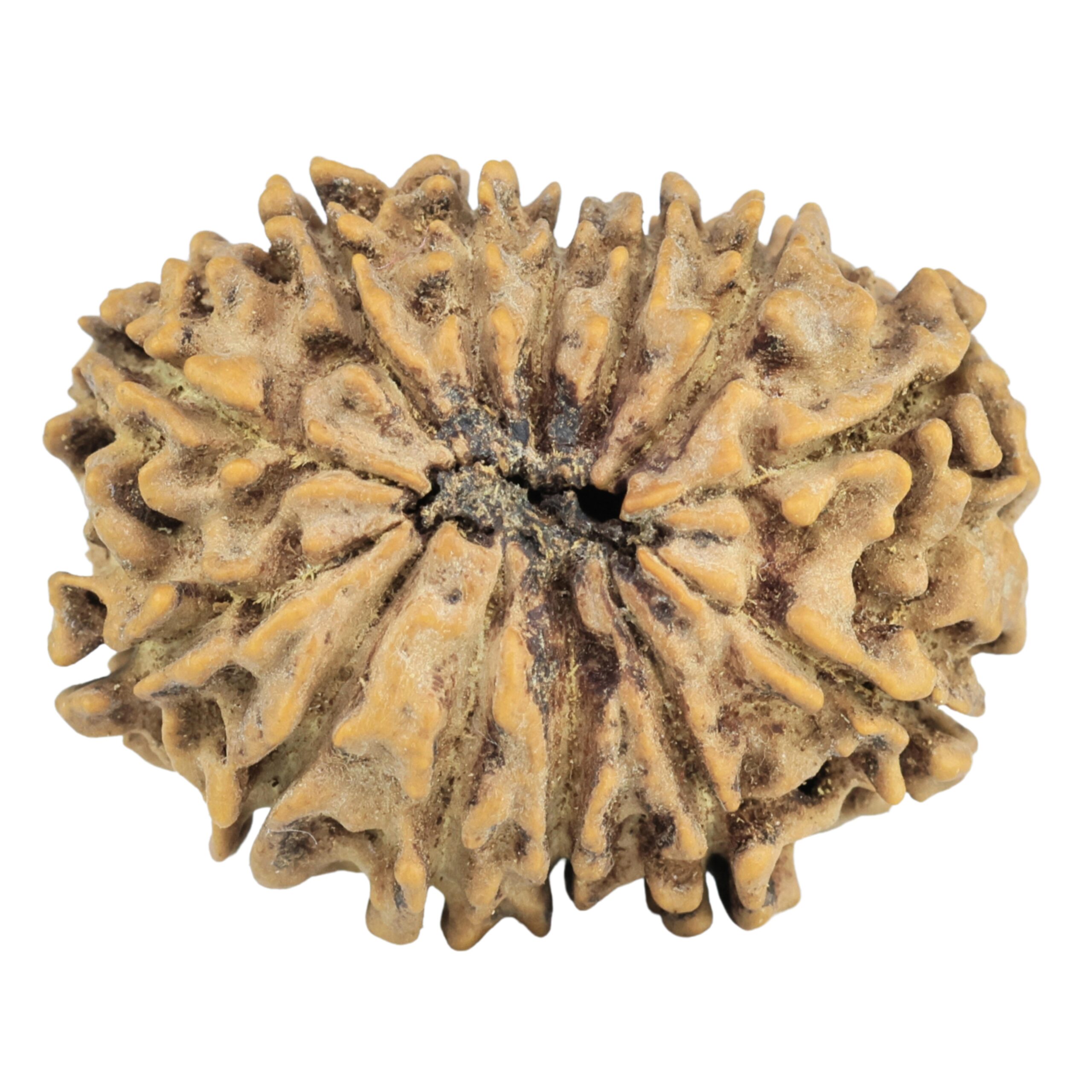 13 Mukhi Rudraksha 28.4mm 4.37gm - Rudraksha back