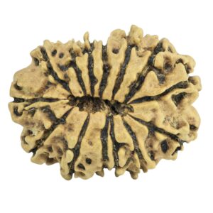 14 Mukhi Rudraksha 26.2mm 2.53gm - Rudraksha back