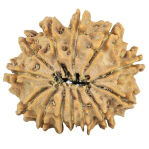13 Mukhi Rudraksha 27.5mm 4.51gm - Rudraksha back