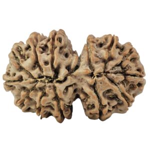 14 Mukhi Gaurishankar 34.2mm 6.68gm - Rudraksha back