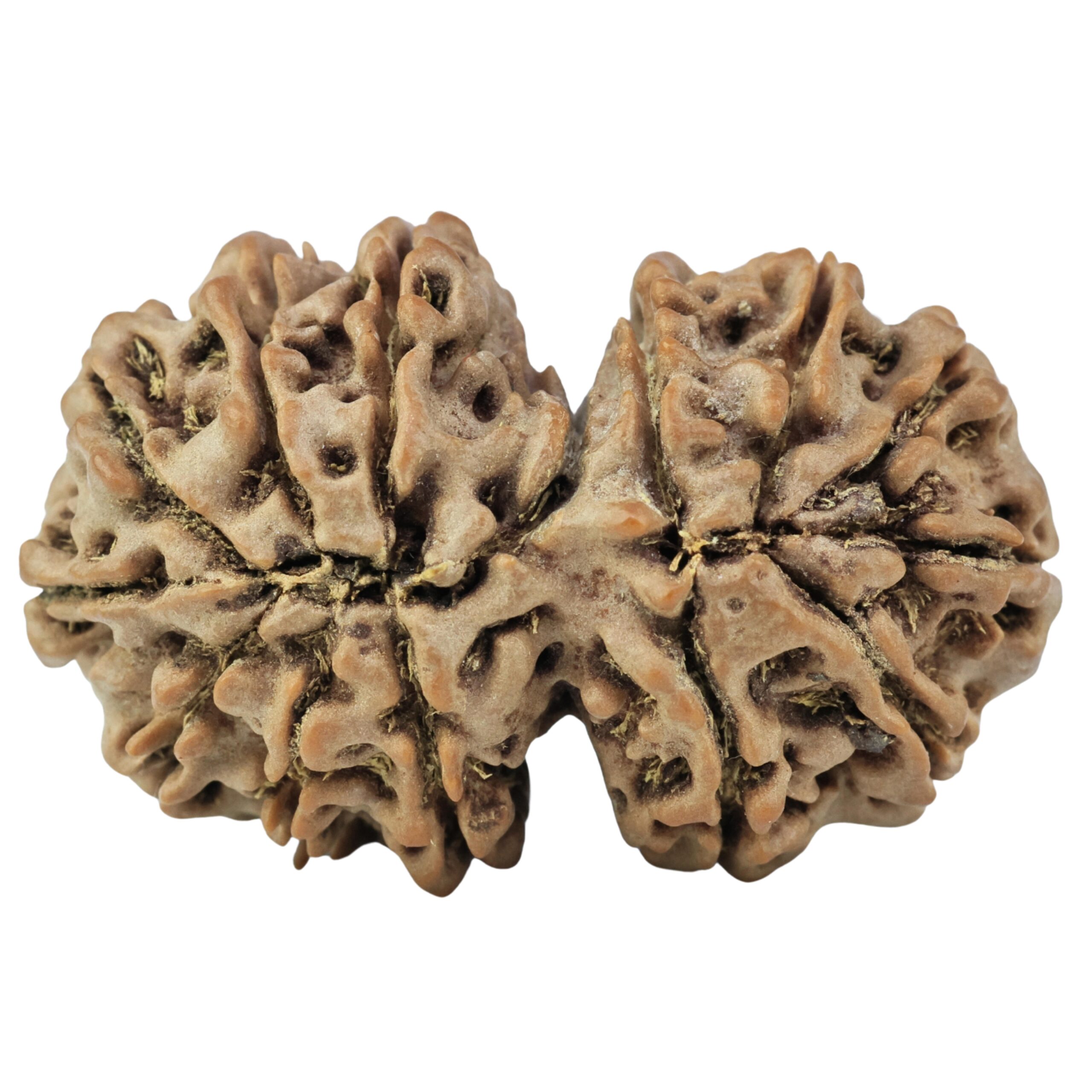 14 Mukhi Gaurishankar 34.2mm 6.68gm - Rudraksha back