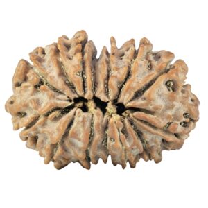 14 Mukhi Rudraksha 27.9mm 4.42gm - Rudraksha back