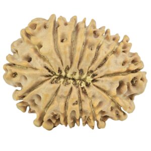 14 Mukhi Rudraksha 29.6mm 5gm - Rudraksha back