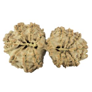 14 Mukhi Gaurishankar 34.5mm 4.84gm - Rudraksha back