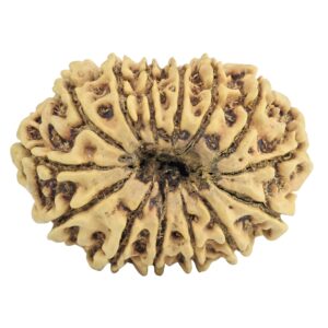 14 Mukhi Rudraksha 30.4mm 3.71gm - Rudraksha back